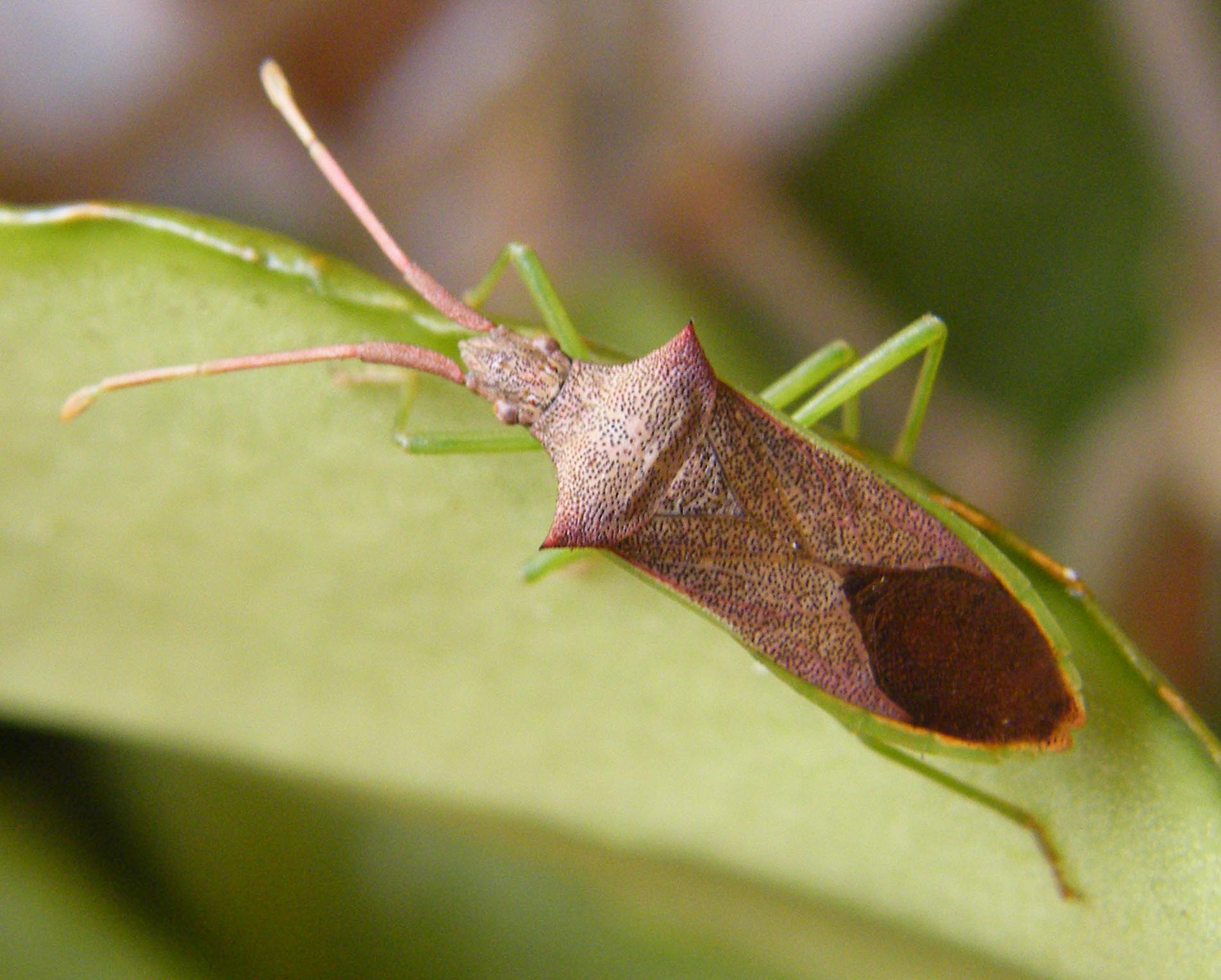 Coreidae: Gonocerus insidiator